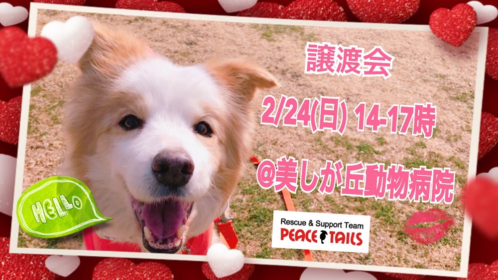 ピーステイルズ譲渡会