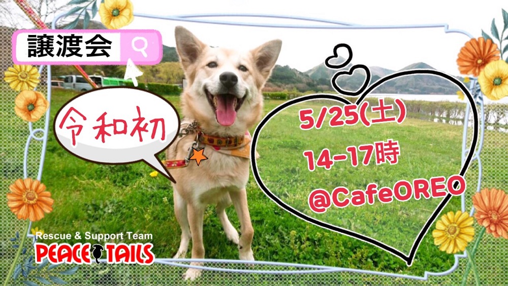 5月25日 土 譲渡会 Cafeoreo 犬猫譲渡会 全て Peace Tails